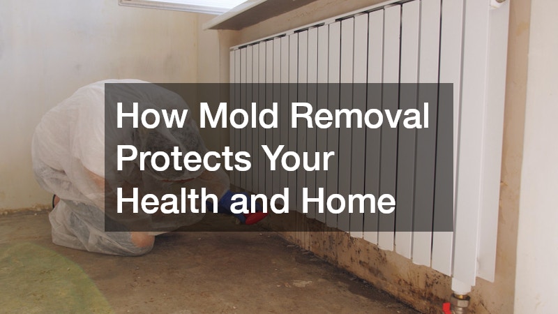How Mold Removal Protects Your Health and Home